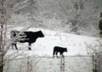 mail anyone you chose a letter written by one of my farm animals