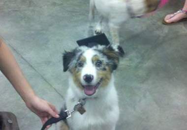answer your dog grooming or dog training questions big1