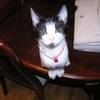 ntopcat22