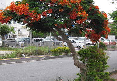 send you a POSTCARD from Okinawa with your message translated into Japanese big1