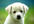 anIMATE any photo