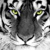 eyeofthetiger