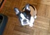 tell you how to teach your dog basic obedience commands