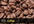 give you 372 PLR Articles on Coffee