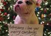 send any christmas message to anyone using my french bulldog