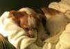 let you use an image of my cute dog small1