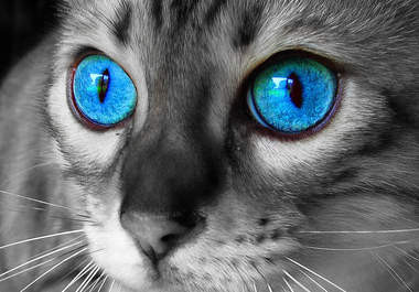 take your 5 photos and dramatically enhance one color to make them pop so you can give them out as cool gifts big1