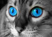 take your 5 photos and dramatically enhance one color to make them pop so you can give them out as cool gifts small1