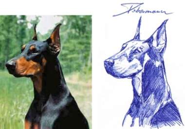 draw a Cute PORTRAIT of Your Pet or any Animal in Pen or Pencil big1