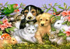 Dog stuff