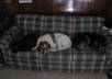 give you advice and tips on you how to train a dog and do tricks small1
