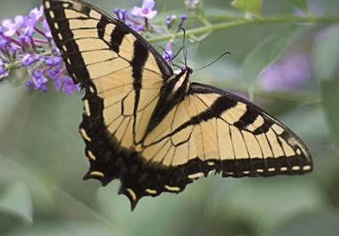 digitally enhance/sharpen your photo big1