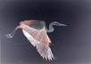 send you a jpg of my Animal Art small1