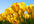 resize images for you to any size