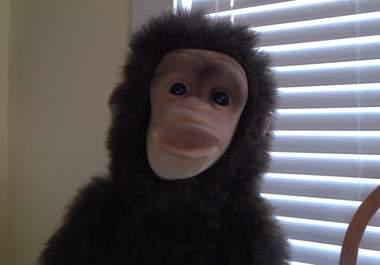 record a personal video with my cute monkey big1