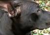 have my tracking dog find your message on HD Video small1