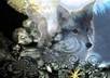 do a Native American Father Sky/Mother Earth Animal spirit reading