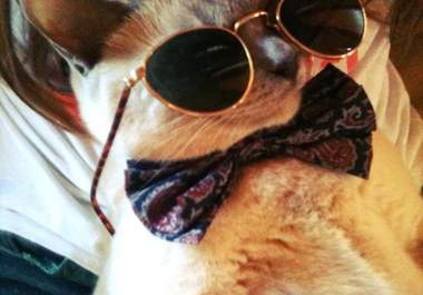 dress my cats up big1