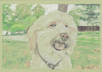 create a 3 X 5 colored pencil drawing of your pet small1