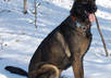 teach you how to feed your dog the healthiest raw food diet