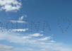 animate your text in a birdy themed video created by me in 3ds Max small1