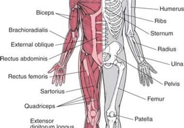 help tutor for homework in anatomy and physiology big1