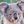 koalagr