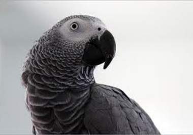 send you a video of a african parrot saying Get Out or I Love You big1