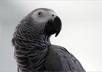 send you a video of a crackhead looking african parrot saying Get Out or I Love You