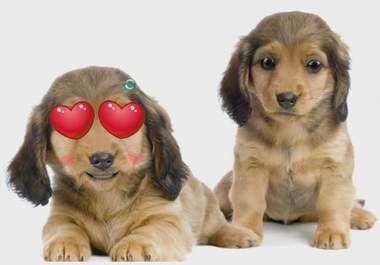 , with Max and Bella, my 2 animated cartoon puppies, record your commercial or personal message on video big1