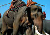 give you a list of recommended cheap hotels and car hire in Surin Thailand small1