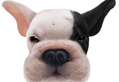 record your commercial, or personal, message on video, with Bruce, my animated cartoon dog, big1