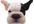 record your commercial, or personal, message on video, with Bruce, my animated cartoon dog,