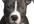 give tips about how to fix your dogs bad behavior
