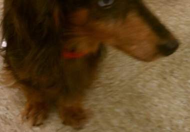take a pic of my dachshund wearing your message big1