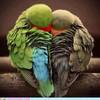 iamrohit