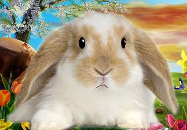record your commercial, or personal, message on video, with Bunny, my animated cartoon rabbit, big1