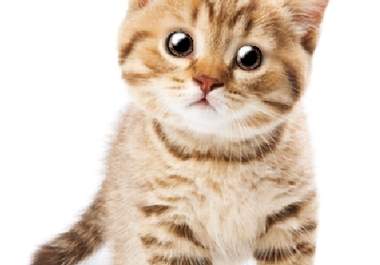 record, with Kitty, my animated cartoon cat, your advertisement, personal message or cute movie big1