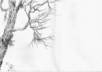 draw a random tree or trees on an envelope or index card and mail it to you small1