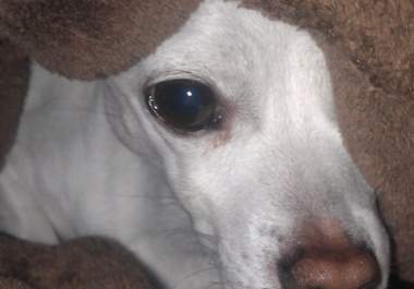 have my dog hold your message big1