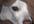 have my dog hold your message