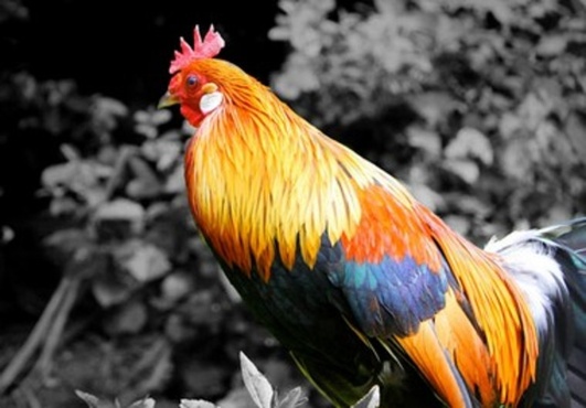 add selective Color effects to your photos big1