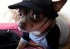 have my Chihuahua promote anything or anyone by tilting his head to whatever you want him to small1