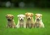 find the perfect dog for you