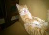 take several adorable photos of my cat with your message