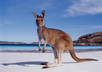 talk to you for 15mins in Australian English via Skype