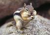 create you a 30 second chipmunk video small1
