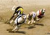 tell you my greyhound betting strategy