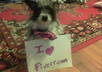 let my dog Biscuit hold a sign with your message on it small1