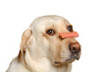 deliver100 Homemade Dog Treat RECIPES in 24 hours